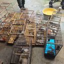 Imagem Operação apreende quase 90 aves silvestres no interior de Alagoas