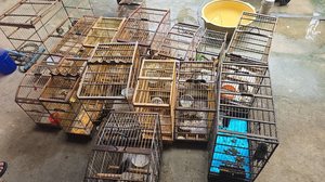 Imagem Operação apreende quase 90 aves silvestres no interior de Alagoas