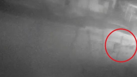 Vultos de animais teriam sido filmados por câmera de segurança - Reprodução