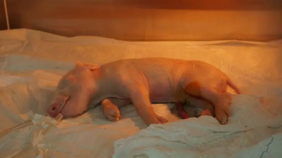 Brasileiros clonam 1º porco em projeto para transplante de órgãos suínos em humanos