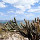 Importante sumidouro de gás carbônico e com enorme capacidade de infiltrar água no solo e garantir a recarga de aquíferos no semiárido brasileiro, a Caatinga é o bioma mais ameaçado pela desertificação - Gabriel Carvalho / Seturb-BA