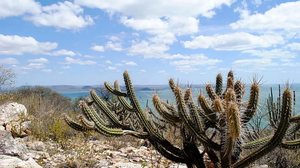 Importante sumidouro de gás carbônico e com enorme capacidade de infiltrar água no solo e garantir a recarga de aquíferos no semiárido brasileiro, a Caatinga é o bioma mais ameaçado pela desertificação - Gabriel Carvalho / Seturb-BA