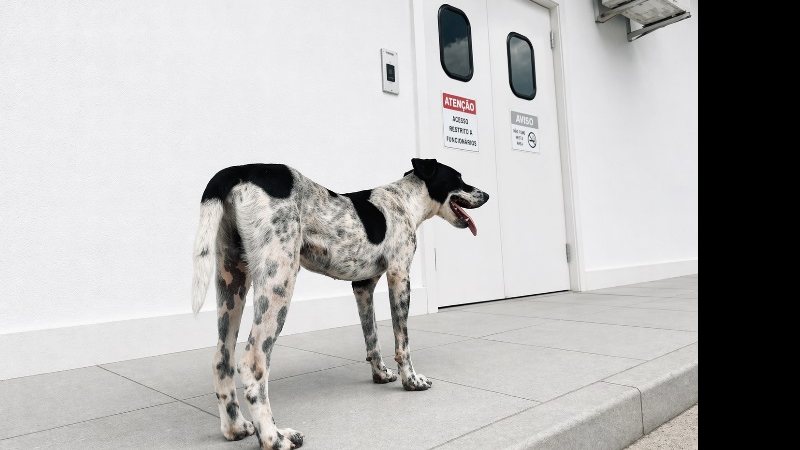 Pedro Junior/Ascom Hospital Ib Gatto