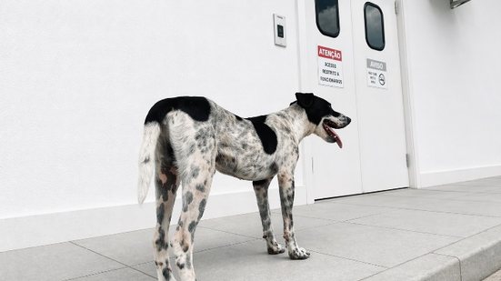 Pedro Junior/Ascom Hospital Ib Gatto