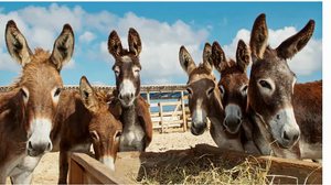 Foto: Proteção Animal Mundial