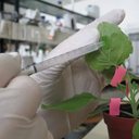 Foto: Wikimedia Commons