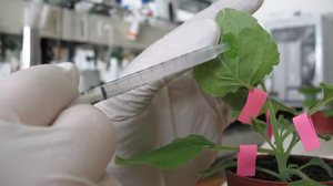 Foto: Wikimedia Commons