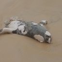 Foto: Divulgação/Biota