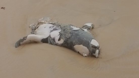 Foto: Divulgação/Biota