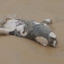 Foto: Reprodução/Biota