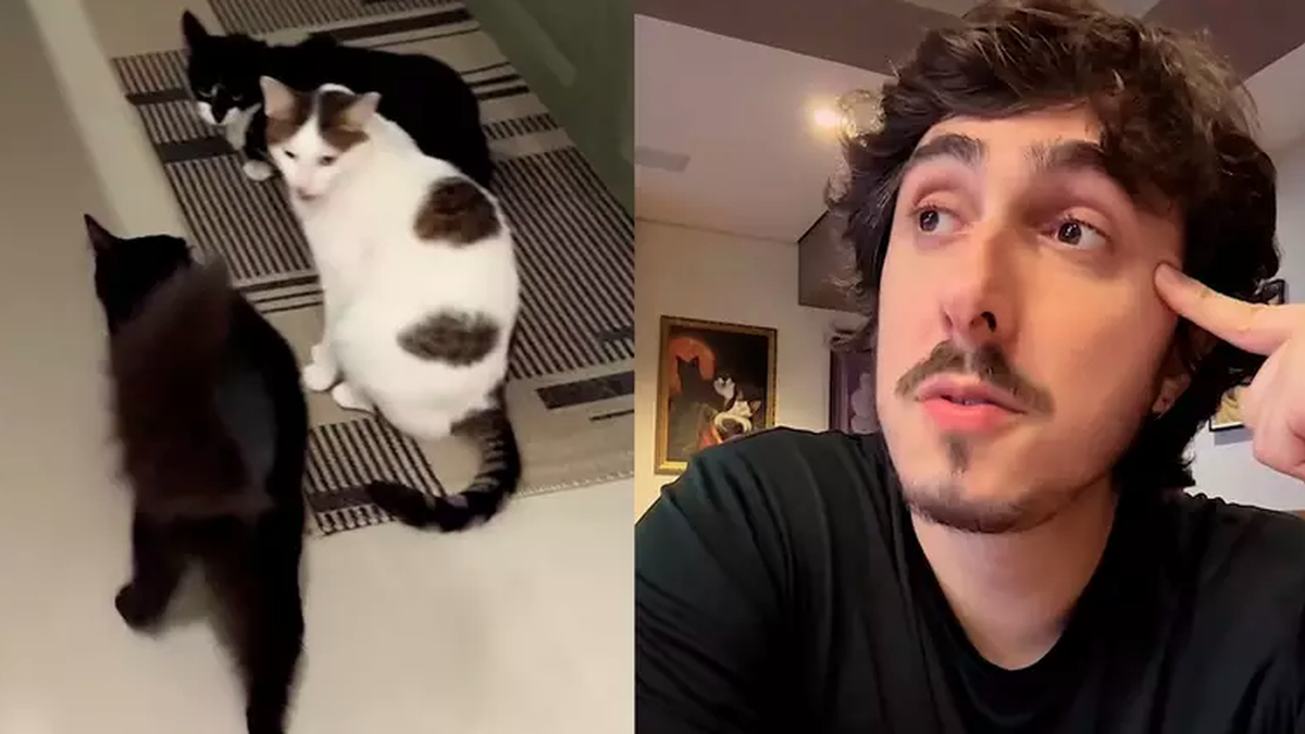 Após Castanhari relatar morte de gato por envenenamento, saiba como ...