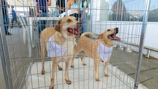 Focinho Responsável realiza nova edição de feira de adoção na Serraria - Divulgação