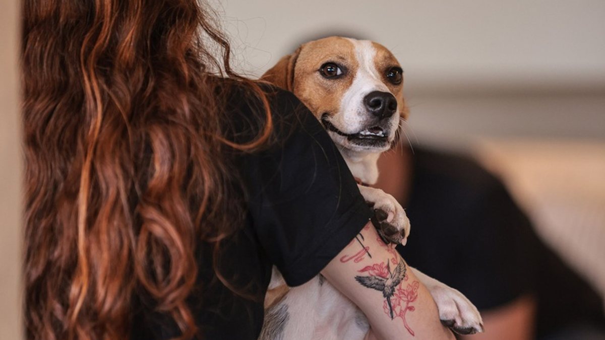 ‘Mounjaro para cães’? Nova barrinha promete ajudar no controle do peso dos pets