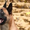 Huck, um pastor-belga-malinois de 5 anos, foi o responsável por encontrar o material - Divulgação