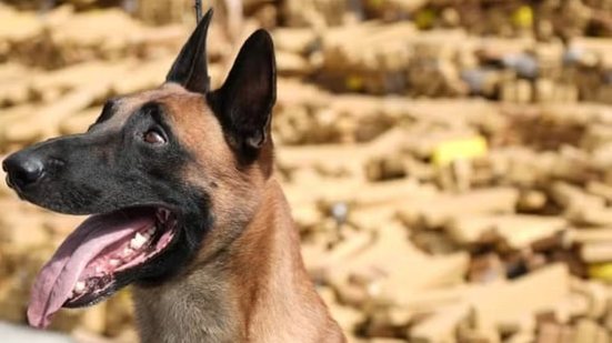 Huck, um pastor-belga-malinois de 5 anos, foi o responsável por encontrar o material - Divulgação