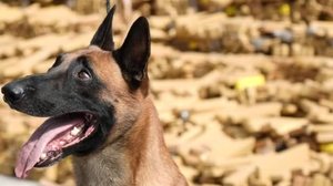 Huck, um pastor-belga-malinois de 5 anos, foi o responsável por encontrar o material - Divulgação