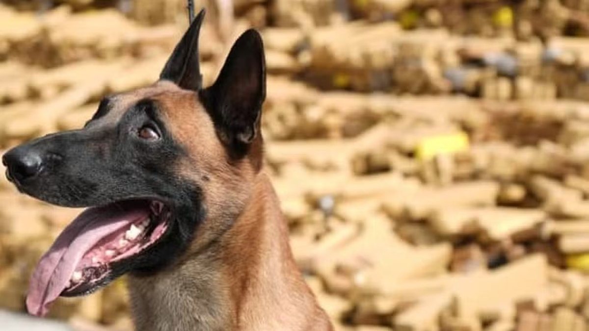 O pastor\u002Dbelga\u002Dmalinois que farejou as 48 toneladas de maconha escondidas no Rio