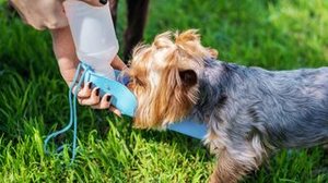Imagem Você sabia que existe um jeito certo de dar água ao pet quando ele chega do passeio?