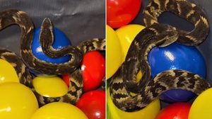 Foto: Reprodução/Redes Sociais