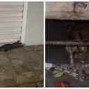 Foto: Cortesia ao TNH1