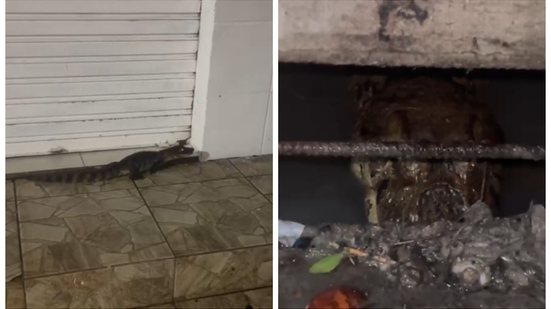 Foto: Cortesia ao TNH1