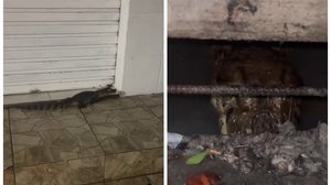 Foto: Cortesia ao TNH1