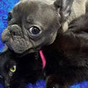 Last Chance Animal Rescue/Facebook