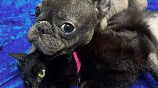 Last Chance Animal Rescue/Facebook