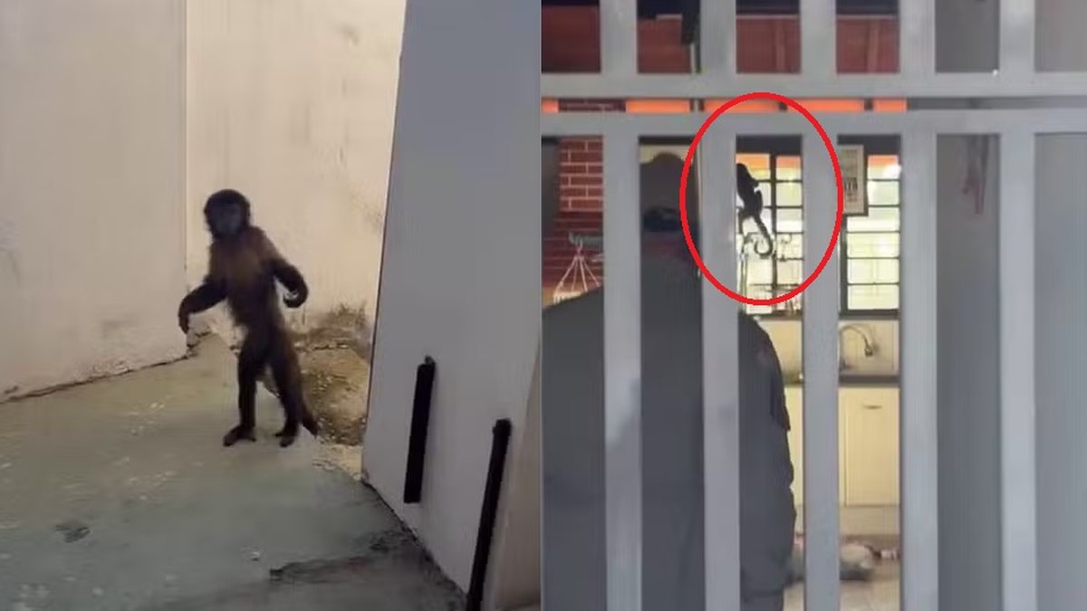 Moradores de casas invadidas em SP desvendam mistério e macaco é capturado\u003B entenda