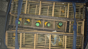 Foto: Divulgação/PC-AL