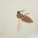 Divulgação / Fiocruz