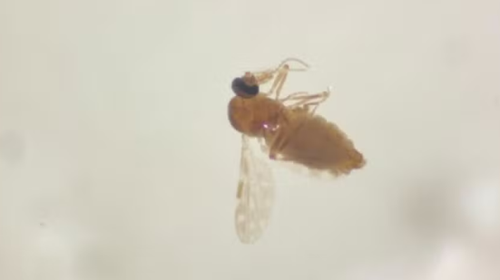 Divulgação / Fiocruz