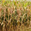 Imagem meramente ilustrativa - Charles Oliveira / Embrapa