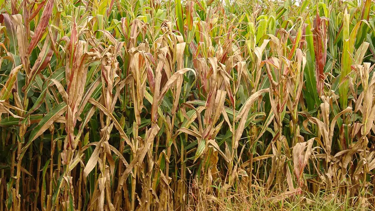 Saiba qual é a praga do milho que provoca prejuízo de R$ 33,6 bilhões por ano