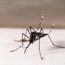 Aedes aegypti, transmissor da dengue - Genilton Vieira / IOC