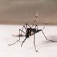 Casos de dengue no Brasil caem 75% em 2026
