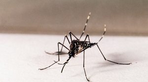 Aedes aegypti, transmissor da dengue - Genilton Vieira / IOC