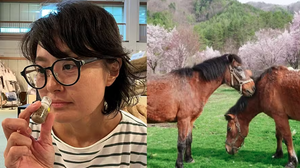 Reprodução/Museu da Universidade de Nagoia