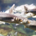 Imagem meramente ilustrativa - Foto: Reprodução/Freepik