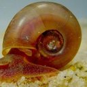 Esquistossomose, conhecida como “barriga d’água”, é uma doença que ainda exige atenção e cuidados - Reprodução