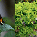 Reprodução/Fique Alerta