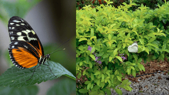 Reprodução/Fique Alerta