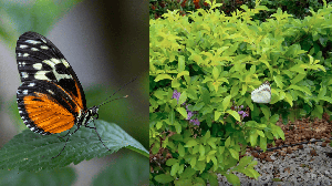 Reprodução/Fique Alerta