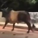 Foto: Reprodução/Redes Sociais