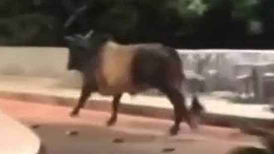 Foto: Reprodução/Redes Sociais