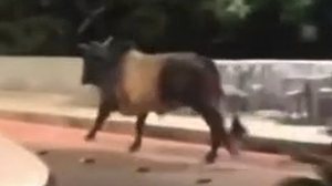 Foto: Reprodução/Redes Sociais