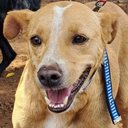 Na foto, o vira-lata caramelo Will - Divulgação / Arteris Intervias