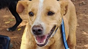 Na foto, o vira-lata caramelo Will - Divulgação / Arteris Intervias