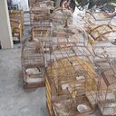 Apenas no mês de abril de 2026 já foram apreendidos 734 animais silvestres em Alagoas - Foto: Cortesia/PM