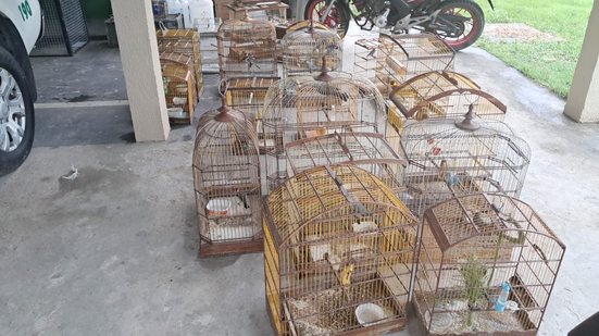 Apenas no mês de abril de 2026 já foram apreendidos 734 animais silvestres em Alagoas - Foto: Cortesia/PM